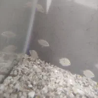 سیچلاید ، فایتر نر و ماده