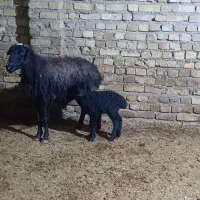 گوسفند میش جوان بره دار