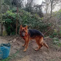 ژرمن شپرداصل(نر)