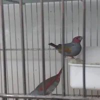 فنج|پرنده|کرج, شاهین‌ویلا|دیوار