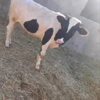 تلیسه