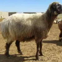 گوسفند وبره