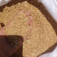 فروش ۳ تن گندم اذر ۲ دیمه تمیز