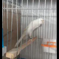 قناری بلند سهره گرینچیک طوطی ملنگو عروس