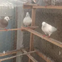 کبوترای پرشی تیر ماه|پرنده|فومن, |دیوار