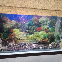 اکواریوم با ماهی لجن خوار