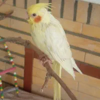 جوجه عروس هلندی|پرنده|تهران, والفجر (افسریه)|دیوار