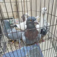 کفتر جفتگاه سینه مشهدی ترک سفیدخارجی کله سرخ نر|پرنده|مشهد, کوشش|دیوار