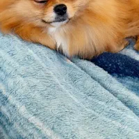 پامر خرسی جنسیت نر عقیم نشده|سگ|پردیس, فاز ۵|دیوار