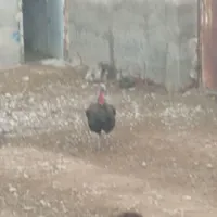 بوقلمون نر