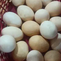 تخم مرغ  محلی