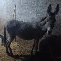 الاغ ماده گله ای