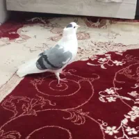 کبوترپشتی بالغ ماده|پرنده|مشهد, شهید علی محمدی|دیوار