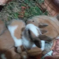 حیوانات پرورشی