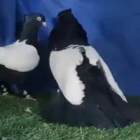 کبوترسینه ای واکسی|پرنده|داران, |دیوار