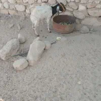 فروش چند عدد کهر نر وچند عددکهر ماده سالم و سرحال|حیوانات مزرعه|بندرعباس, |دیوار