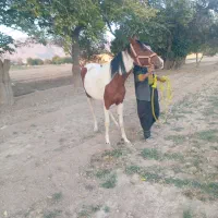 اسب|اسب و تجهیزات اسب‌سواری|تیران, |دیوار