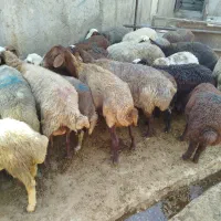 میش بره میش آبستن