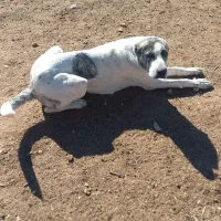 سگ افغان الابای