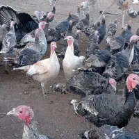 بوقلمون محلی