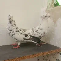 کفتر جف نر|پرنده|قم, آزادگان|دیوار