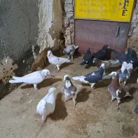 کبوتر|پرنده|جوین, |دیوار