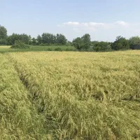 ۳۰۰ متر زمین مسکونی نزدیک رشت با پروانه ساخت|فروش زمین و ملک کلنگی|پیربازار, |دیوار