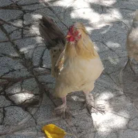خروس
