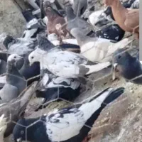 کبوتر کشتنی ویا سر بُری دونه 75