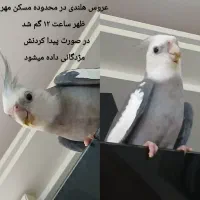 گمشده