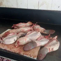 زبان گوساله مغز گوشت کله عمده