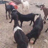 تعدادی کره گوشی|حیوانات مزرعه|بندر دیر, |دیوار