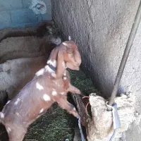 بزغاله اصل عراقی|حیوانات مزرعه|اهر, |دیوار