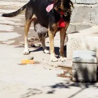 سگ پژدر|سگ|دزفول, |دیوار