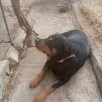 واگذاری روتوایلتر