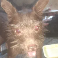 گم شده|سگ|نقده, |دیوار