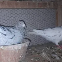 کبوتر سرور و دم سفید...|پرنده|قم, آزادگان|دیوار