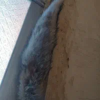 آویز برای ماشین