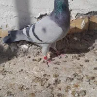 سبز آلمانی|پرنده|خواف, |دیوار