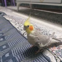 دوتا عروس هلندی