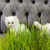 پرشین کت|گربه|گرگان, |دیوار