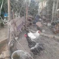 خروس برهما