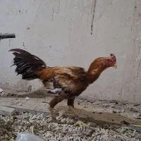 تخم مرغ نطفه دارلاری