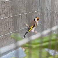 سهره|پرنده|کرمانشاه, |دیوار