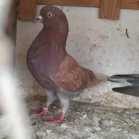 کبوتر