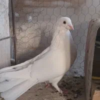 چند نوع کفتر|پرنده|اصفهان, طامه|دیوار