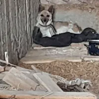 سگ پاکوتاه نگهبان|سگ|خسروشاه, |دیوار