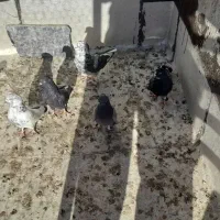 کبوتر طوقی|پرنده|نیر (اردبیل), |دیوار