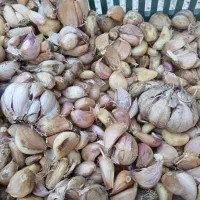 سیر سر کویر دانه شده کیلو 100تومان