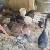 مرغ و خروس ونیمچه گلین وبرهما|حیوانات مزرعه|الوند, |دیوار